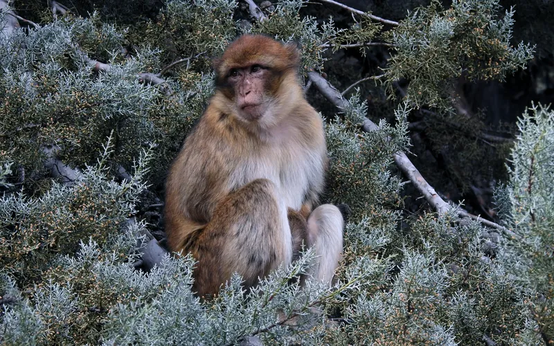 Berberaffe in einer Zeder bei Ifrane